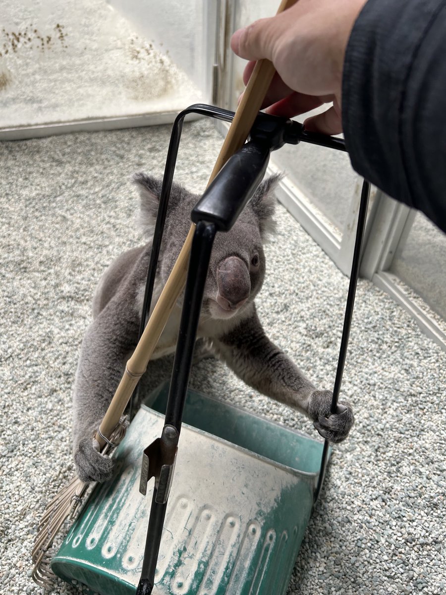 englandhill_zoo's tweet photo. それ持ってかれると掃除できないんで返してください💦
#コアラ #ノゾム https://t.co/pslv3ei9Fl