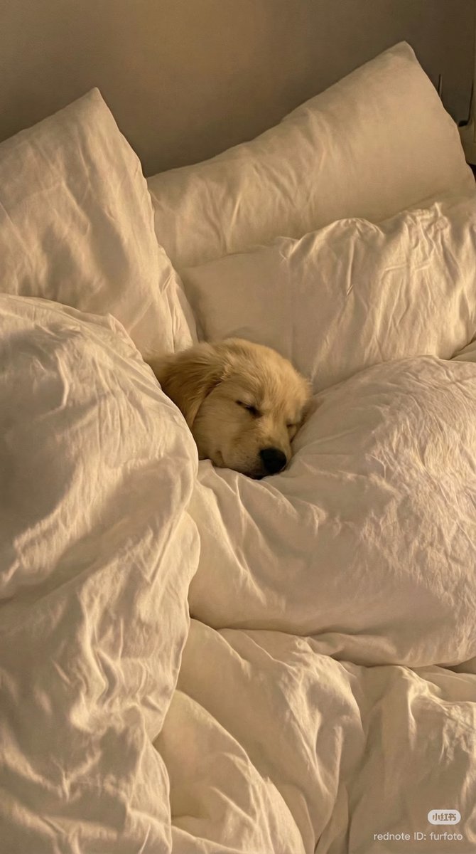 theDogLovers tweet media