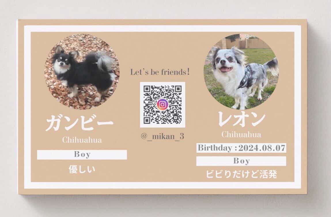 _mikan_3_'s tweet photo. 我が家の愛犬たちです🐶🐶🐶
今は2枚目以降の2匹ですが仲良くしてください☘️
お友達になってくれる方探してます❤️‍🔥
#チワワ
#愛犬 https://t.co/e4St95mU1A