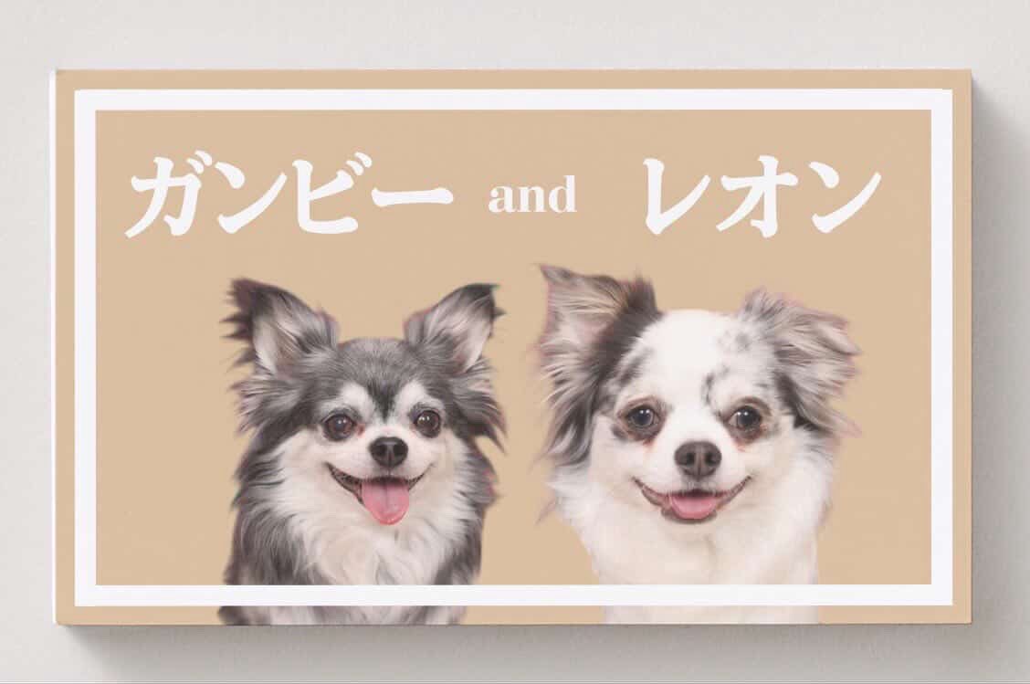 _mikan_3_'s tweet photo. 我が家の愛犬たちです🐶🐶🐶
今は2枚目以降の2匹ですが仲良くしてください☘️
お友達になってくれる方探してます❤️‍🔥
#チワワ
#愛犬 https://t.co/e4St95mU1A