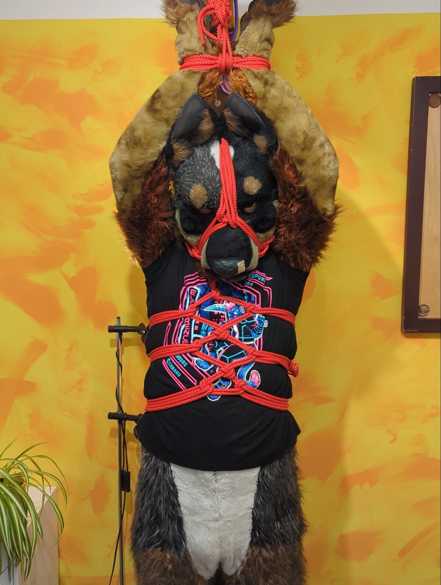 BlouieG's tweet photo. *grrnnmmmhnngnnhf* 😇 [*]

[*] Zero regets I *will* nip you again 😇

#furry #shibari #shenanigans https://t.co/zPrgqIP6CC