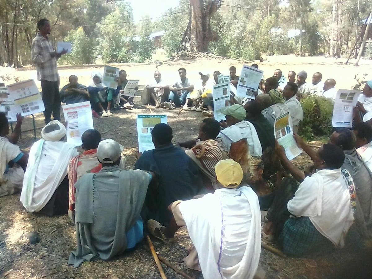JicaEthiopia's tweet photo. (1/2) Farmer training programs have kicked off in Amhara! Led by Development Agents, these sessions strengthen knowledge & skills in #improved #rice production practices, empowering #farmers for a more productive season ahead. #JICA #RiceProduction https://t.co/frKH7SLmGo