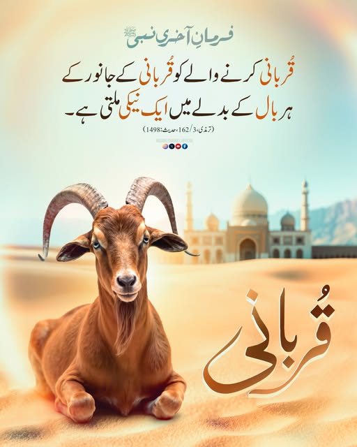 MadaniChannel's tweet photo. ہر بال کے بدلے نیکی
قربانی کرنے والوں کے لئے انعام
#Qurbani #sawab
#Hadith https://t.co/JQpNjPuI7q