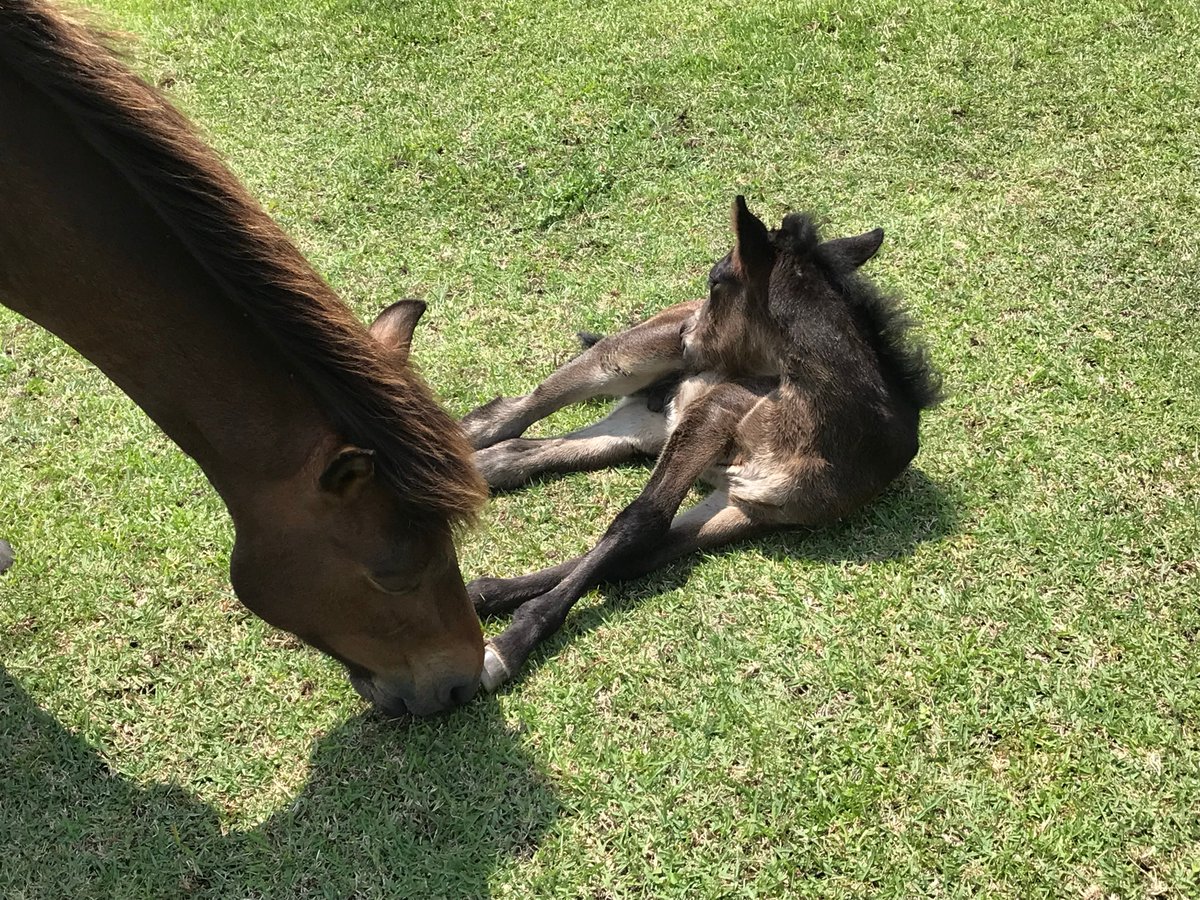 miyazakip_tokyo's tweet photo. 宮崎県最南端の #串間市 。
#都井岬 では国の天然記念物「御崎馬（みさきうま）」が生息し、毎年4月から5月にかけて多くの春駒が誕生します。

串間市の郵便番号「888」にちなんで今年の8/8には、串間市の魅力を届けるイベントが予定されているとか･･･
ぜひこの機会に串間市へ訪れてみませんか？ https://t.co/kG4uvxEFTA