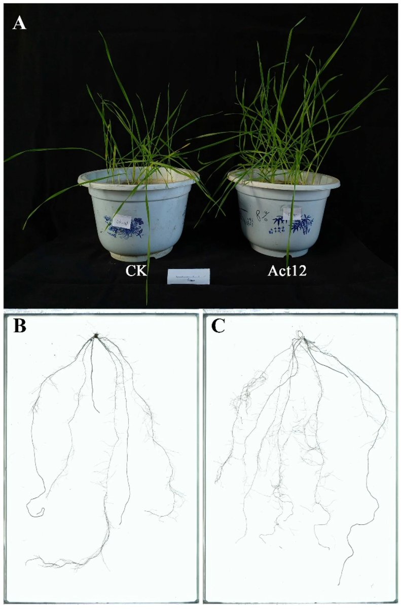 Plants_MDPI's tweet photo. 🌾 73% more root surface area, 66% more root tips — from one soil bacterium.

Multi-omics analysis reveals Streptomyces pactum Act12 reshapes wheat root development through auxin signaling and metabolic reprogramming.

🔗 Read more: https://t.co/b0f0YHHRl7

#PGPR #WheatScience https://t.co/QYHXPv68qB