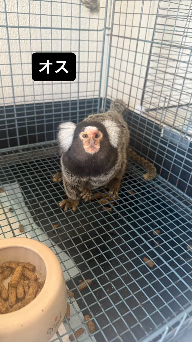 _950816_'s tweet photo. 友達宅で飼ってる

お猿さん(コモンマーモセット)
オス2匹、メス1匹(3匹とも推定2歳前後)
ケージやご飯はそのまま引き継ぎ

モモンガ　オス4匹(4匹とも推定2歳前後)

飼い主の諸事情により里親募集します。

本当に大切に大切に
育ててくれる人のもとにいってほしい
とのことです。 https://t.co/ASLFUMnSPm