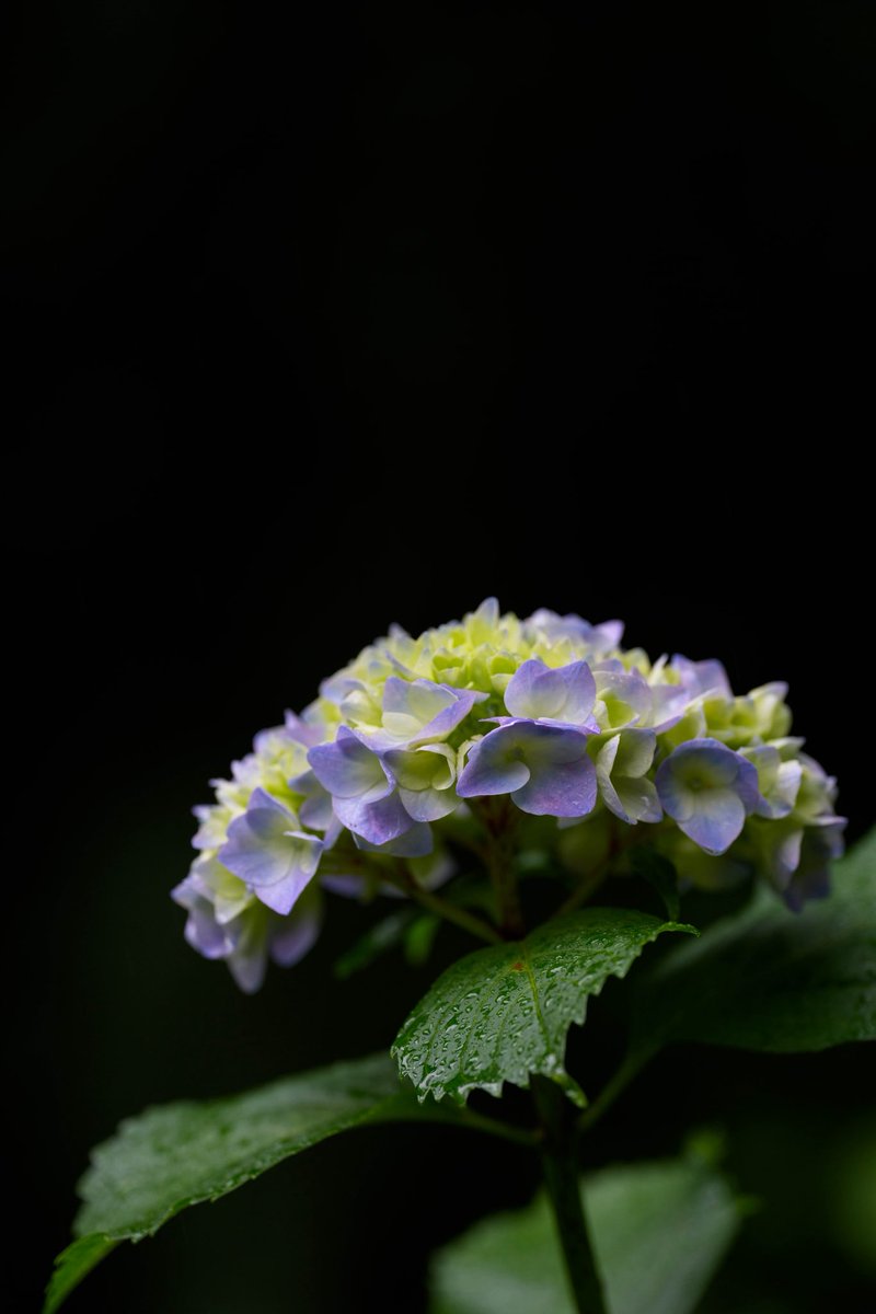 taroh6755's tweet photo. 紫陽花の季節がやってきました。
と同時に梅雨が近づいてきました。
嫌な季節が始まりますな〜💦 https://t.co/zNpqWWTUh8