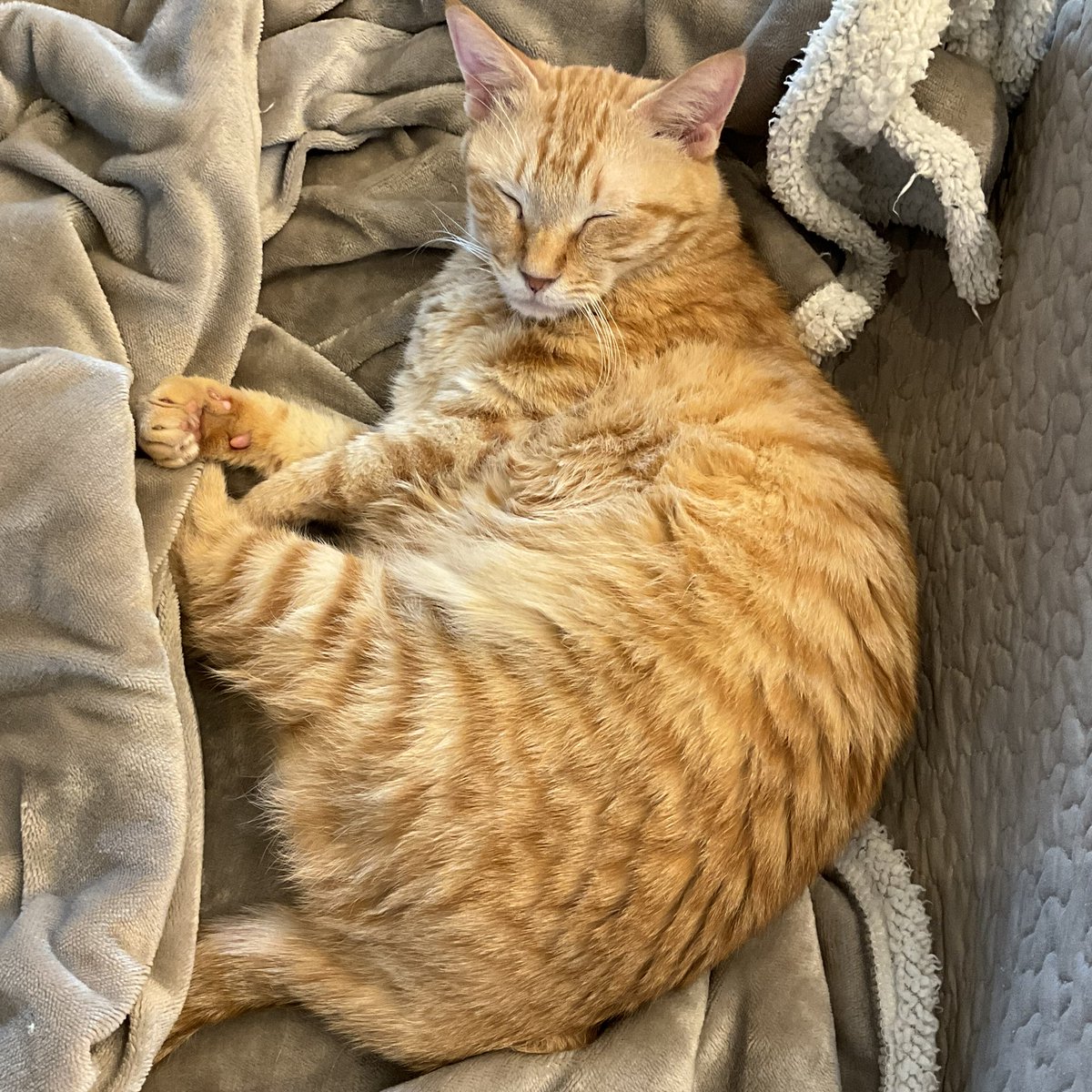 私は保護猫です❣️りんちゃん🐱 ＃保護猫の日