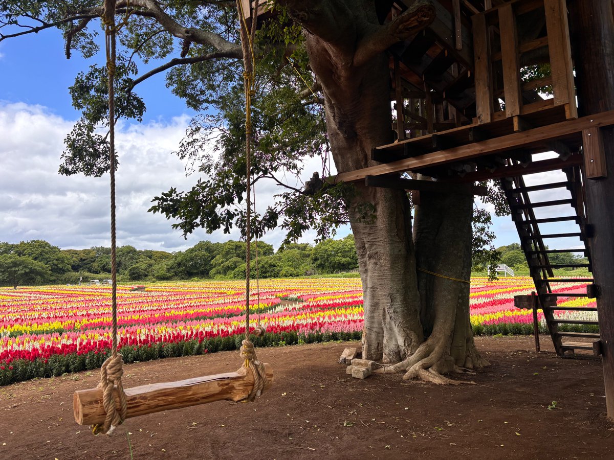 t_doitsu's tweet photo. ＼いろどりの丘にNEWスポット誕生💫／

東京ドイツ村「いろどりの丘」に、
ツリーハウスと木のブランコが登場しました🌳
色鮮やかなお花畑の中で、
まるで絵本の世界みたいな写真が撮れます📸🤍

ぜひ新スポットを体験してみてください😊

#東京ドイツ村　#ドイツ村 https://t.co/s9aBA7YGG7