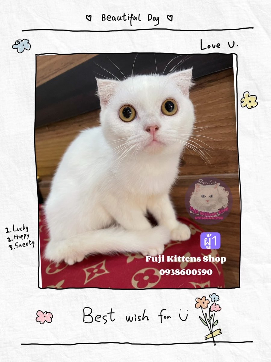 FujiKittensShop's tweet photo. 😺📲แมวสก็อตติชโฟลด์😻 ⬇️
❤️(ผู้1)ขาวหูพับดีด3000฿
เหมาะเป็นพ่อพันธุ์ ส่งฟรี🚗💨
Line ID&amp;Call: 093 860 0590
Page: Fuji Kittens Shop
#แมว #แมวสก็อตติชโฟลด์ #ขายแมว #ขายแมวสก็อตติช #แมวหาบ้าน #หาบ้านให้แมว #หาบ้านให้ลูกแมว #ทาสแมว #ซื้อแมว #ตลาดแมว #แมวน่ารัก #หาแมว #สก็อตติชโฟลด์ https://t.co/AsfVtlrI7Z