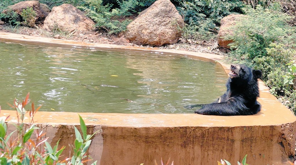bikashkumar7135's tweet photo. @CMO_Odisha
@ForestDeptt
@pccfodisha 
@ddnandankanan 
@NandankananZ 
#forest #summer #SummerSelfie #nandanakananzoo #nandanakanan #wildlife #photography #animal

ପ୍ରକୃତି, ପ୍ରାଣୀ ଓ ଖବରର ମିଶ୍ରଣରେ ନନ୍ଦନକାନନରେ କାଟିଥିବା କିଛି ଅନୁଭବମୟ ମୁହୂର୍ତ୍ତ. 📷✨
ରିପୋର୍ଟିଂ ସମୟର କିଛି ସୁନ୍ଦର ଝଲକ.. https://t.co/ggusHz8ra3