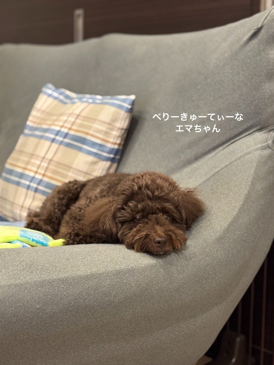 TEPESO(テペソ) tweet media