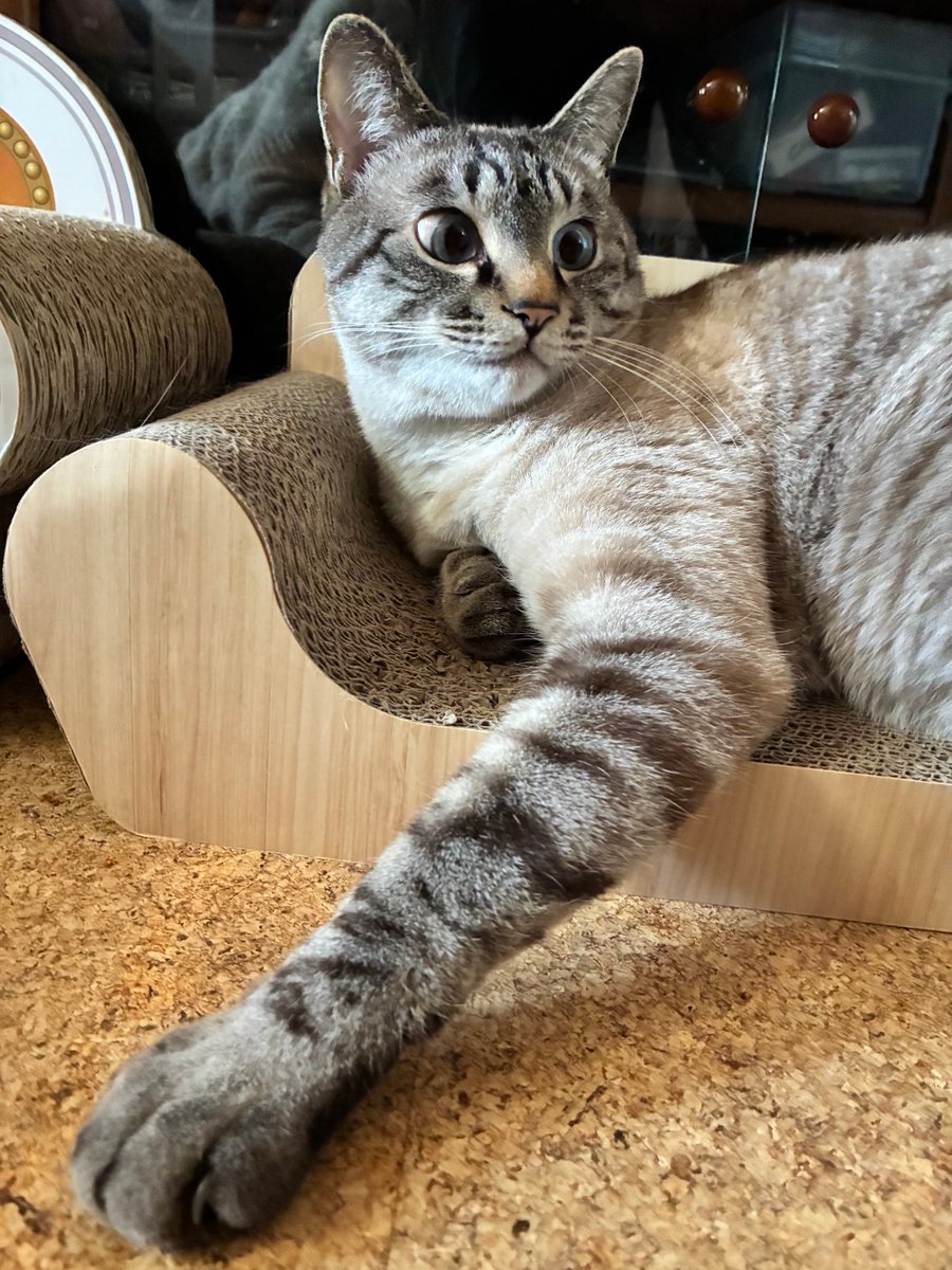 そら🐾 (@_sora0613_) / Posts / X