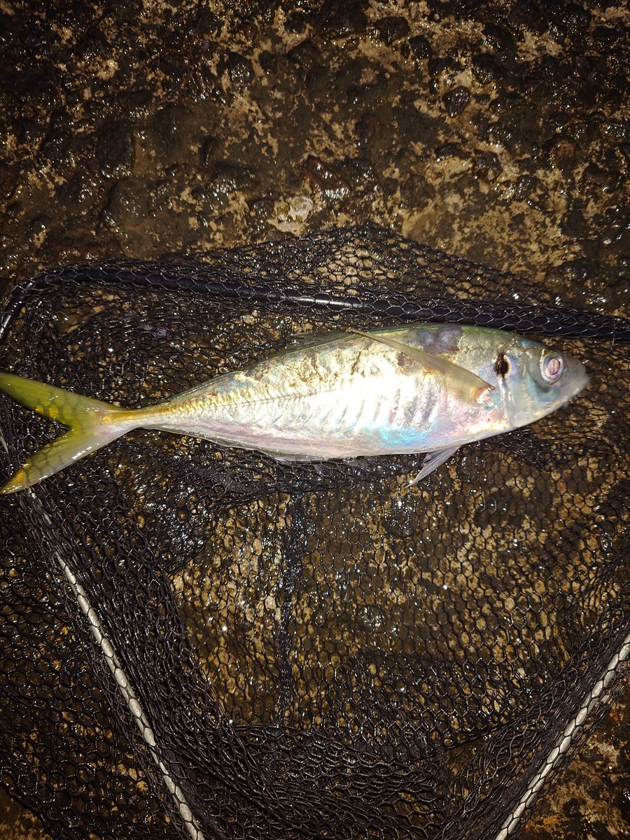 888Kack's tweet photo. やっと釣れたよ。今年初アジイワシ
25㌢、33㌢、イワシ20㌢ https://t.co/vo731kmGTn
