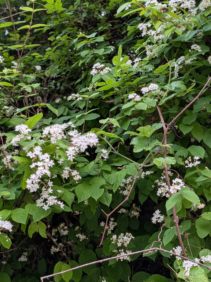 9geOiVeQBJU5xhL's tweet photo. 今日は
日本国有の花
マルバウツギ
落葉低木

紫陽花科

関東西、四国、九州
山野自生する

寒いエリアの方々は珍しい花

遠い昔
先人たちの
山道で癒しの花
だったのでは https://t.co/pDYI89Hnwl