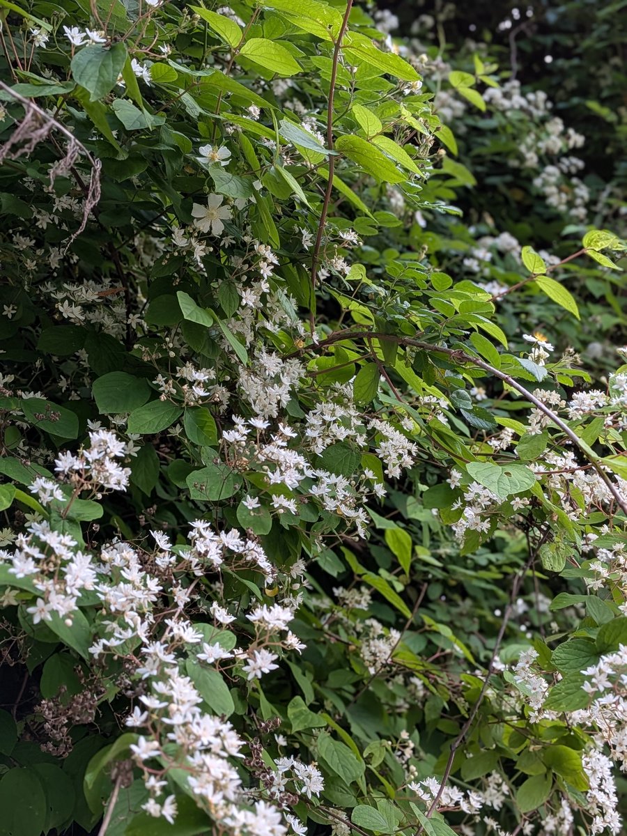 9geOiVeQBJU5xhL's tweet photo. 今日は
日本国有の花
マルバウツギ
落葉低木

紫陽花科

関東西、四国、九州
山野自生する

寒いエリアの方々は珍しい花

遠い昔
先人たちの
山道で癒しの花
だったのでは https://t.co/pDYI89Hnwl
