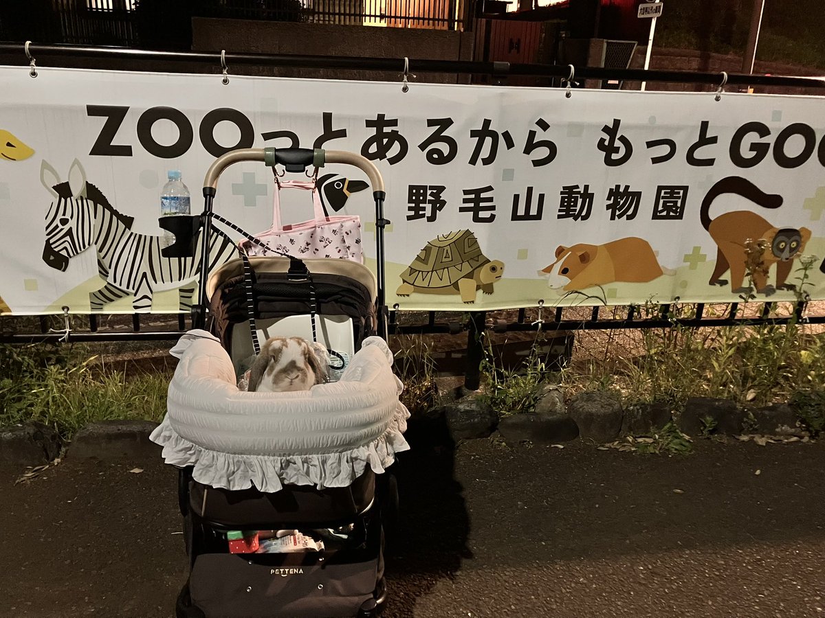 methodthatJohn's tweet photo. うさんぽで
途中で寄って野毛山動物園の近くで
撮りました😊
 #野毛山動物園 #うさぎ #ホーランドロップ #うさんぽ https://t.co/d7mTWkn9Pd