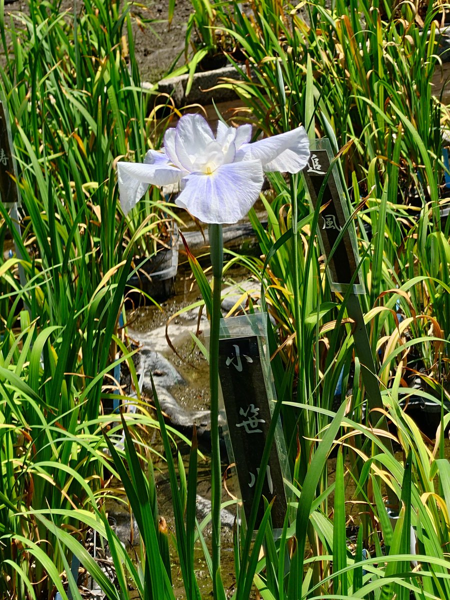 daichanda3's tweet photo. ☀真夏日だから朝一に行ってきた
比叡山からの風が涼しい🍃　
日陰は暑くはない
薔薇は4割枯れたけど
花菖蒲（小笹川）、梅花藻が咲き出す
昼から地下鉄に乗って
新茶美味しい
お菓子は鎌餅🤗
贅沢な日だった🤗

京都府立植物園
一保堂茶舗 https://t.co/pWf8cWvwFA