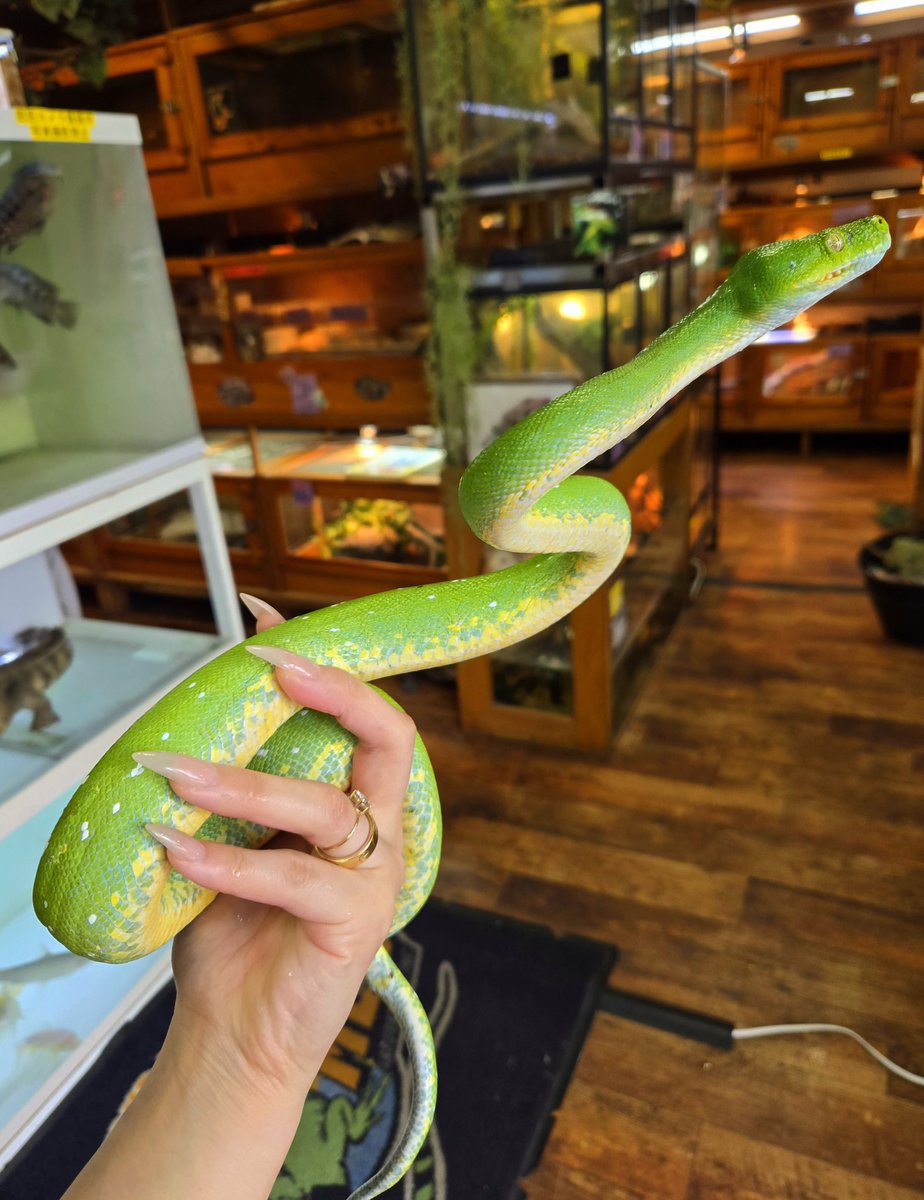DizzyAsk's tweet photo. ■“アルー”グリーンパイソン
🐍入荷しました🐍
おとなしくてイイコです。
https://t.co/7tOLY6sJ7A https://t.co/3bSxlYZVYm
