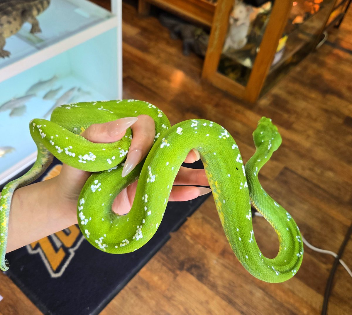 DizzyAsk's tweet photo. ■“アルー”グリーンパイソン
🐍入荷しました🐍
おとなしくてイイコです。
https://t.co/7tOLY6sJ7A https://t.co/3bSxlYZVYm