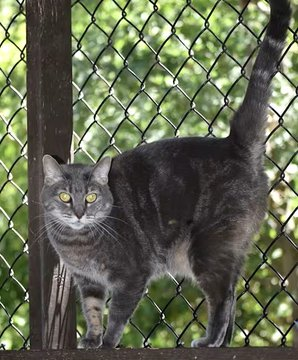 sachikoko's tweet photo. 👉🏽SENIOR ALERT🙏🏾PLEASE SHARE
💙Playful 8.5YO #Senior Blue/Gray Kitty "JUMPER"💙
📣Needs A🏘 #FureverHome🏘
▶️4 INFO https://t.co/5Rc5Jcdr33
🙏🏽#AdoptDontShop #AdoptASeniorCat
#Acampo, #CA #Lodi #SanJoaquinCounty
☑Cats☑Older Kids @AdoptRescueCats #Declawed
#RehomeHour #US #Cats https://t.co/gzraiugt3m