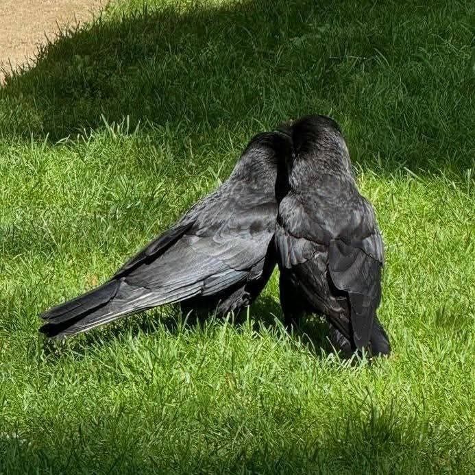 Crow tweet media