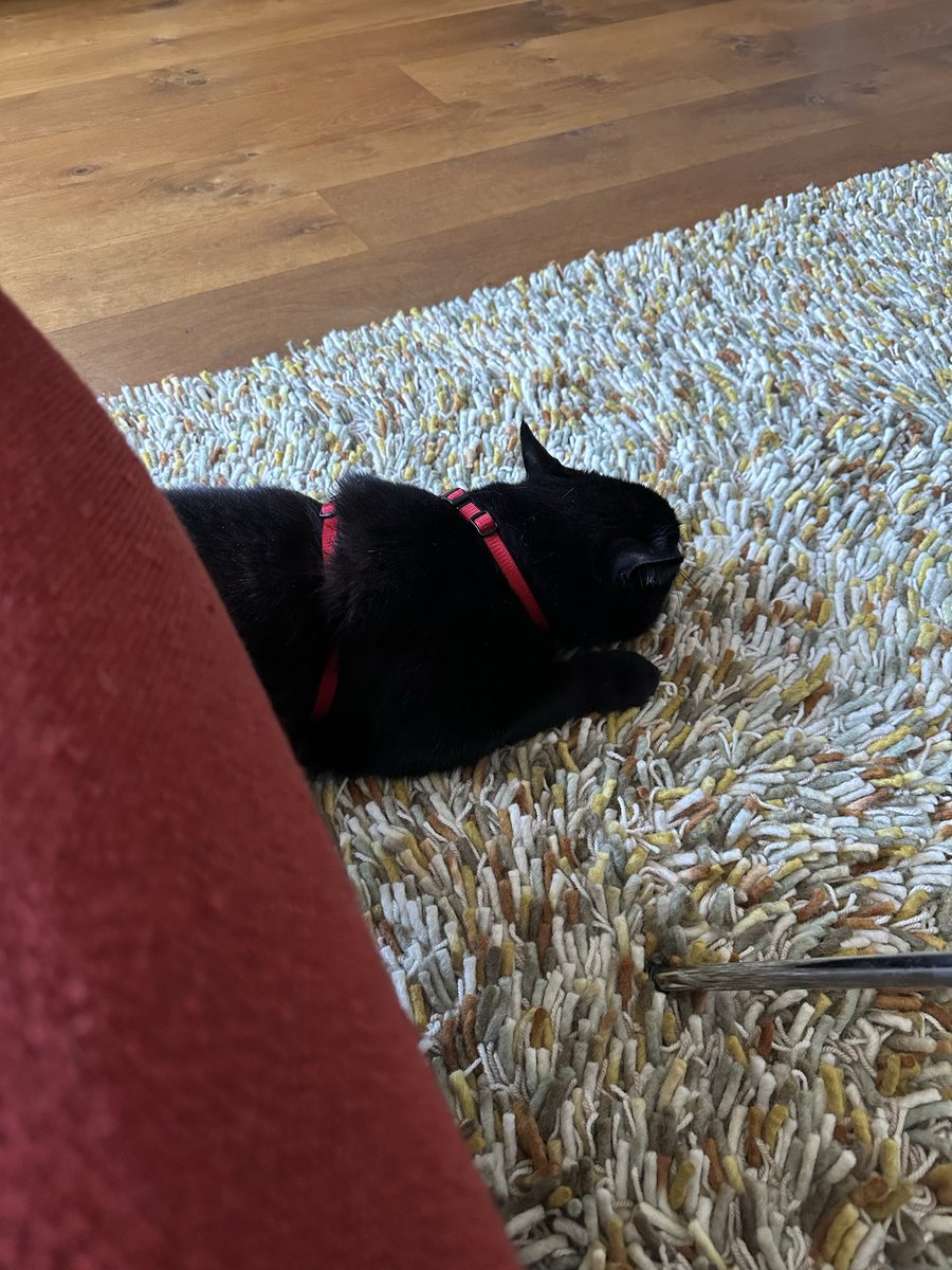 Billie (met een B) 🐈⬛ tweet media
