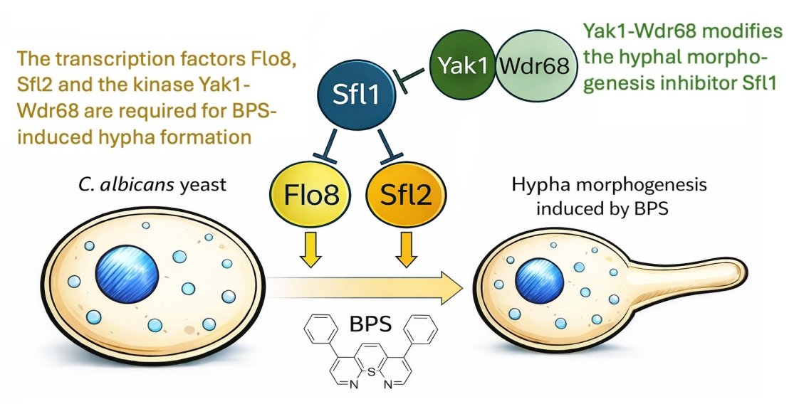 JoF_MDPI's tweet photo. Genetic Analysis of Candida albicans Filamentation by the Iron Chelator BPS Reveals a Role for a Conserved Kinase—WD40 Protein Pair
by Mariel Pinskyand and Daniel Kornitzer
Link: https://t.co/P9LyLg0LrJ
#Morphogenesis #Yak1Kinase #ForwardGenetics #CandidaAlbicans https://t.co/sBbafsZ7Xe