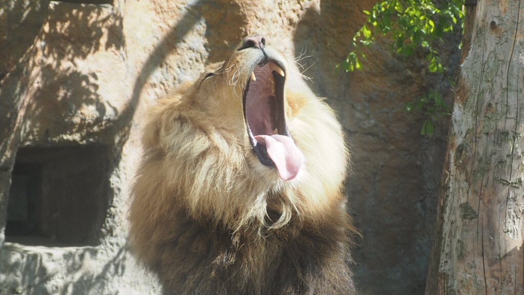 旭山動物園東門 tweet media