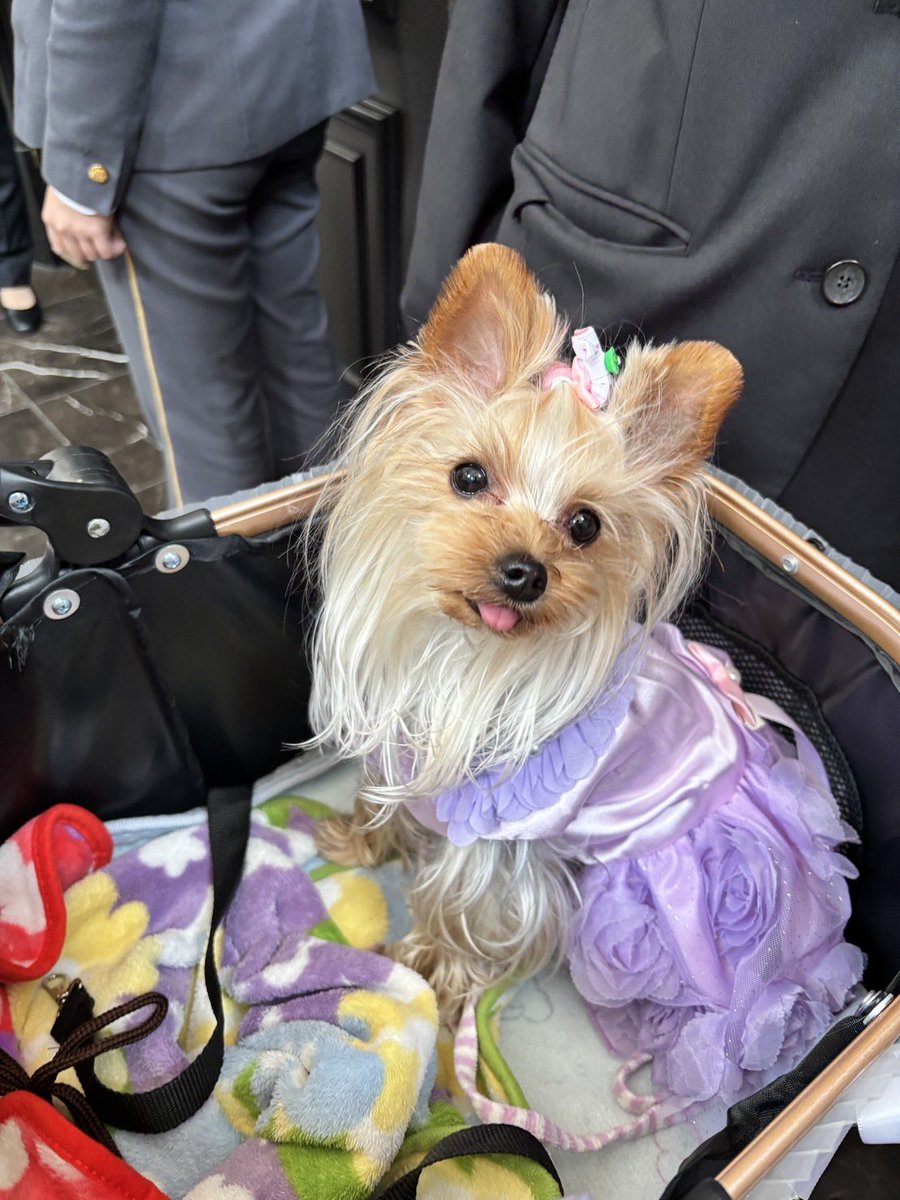 malpoo0926's tweet photo. みったーも、ちゃんとお姉ちゃんの結婚式💒参加しました😊
もも花は、ウエディングドレスにママお手製のリングピロー💍を背中に付けてます。お色直しのパープルのドレスも着ておめかし😜🌹みったーもちょこっとおめかし🎀 https://t.co/GXLWUEHF35