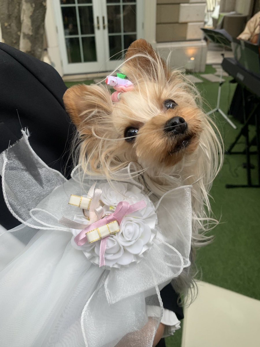 malpoo0926's tweet photo. みったーも、ちゃんとお姉ちゃんの結婚式💒参加しました😊
もも花は、ウエディングドレスにママお手製のリングピロー💍を背中に付けてます。お色直しのパープルのドレスも着ておめかし😜🌹みったーもちょこっとおめかし🎀 https://t.co/GXLWUEHF35