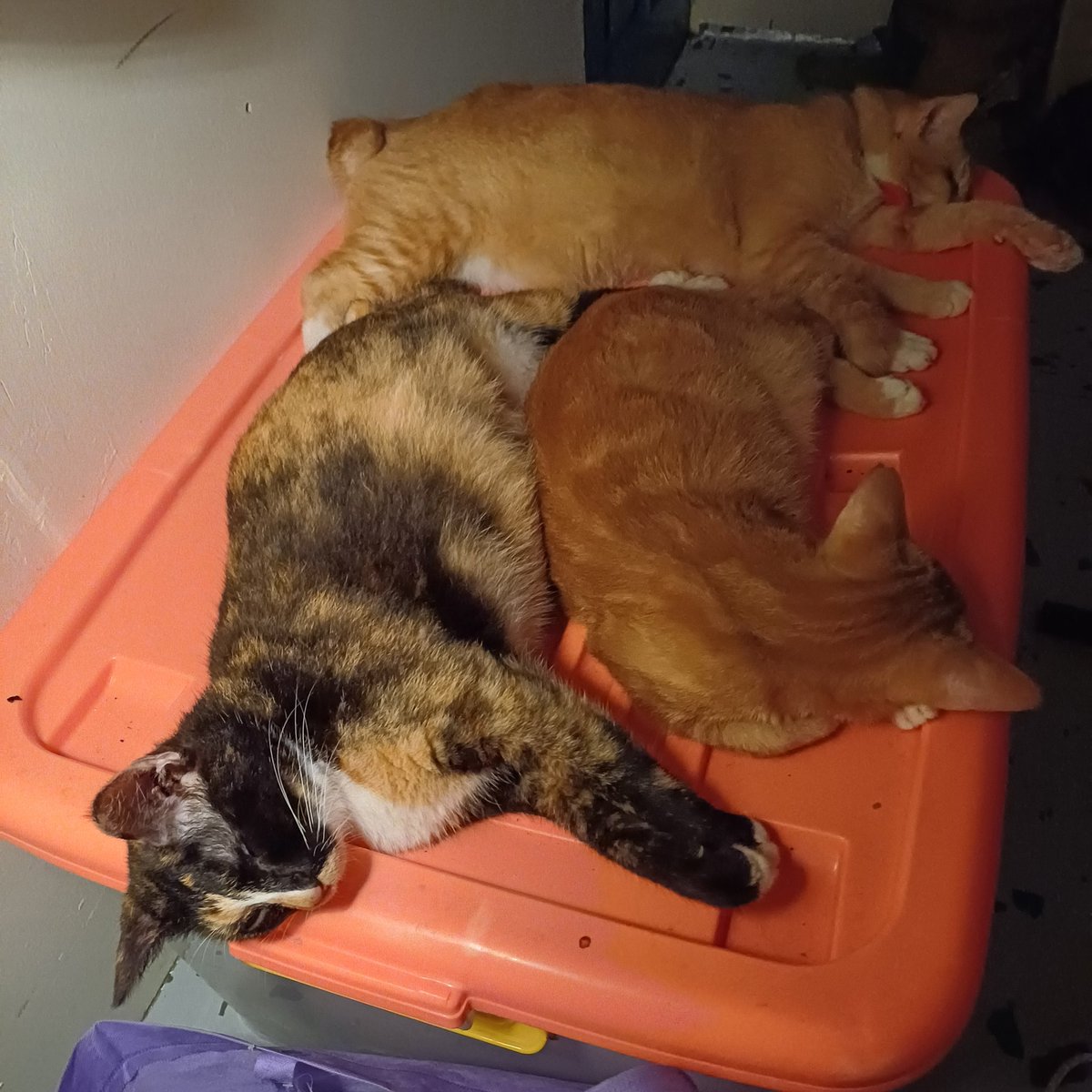 robrubj's tweet photo. URGENT // FREE ADOPT // ADOPSI GRATIS

Tolong bantu adopt (foster juga boleh) anak anak manis ini 🫶🏻

- Lokasi pamulang, tangsel, jaksel, jakbar
- Steril ✅️
- Manja https://t.co/iCCtVSxIKf