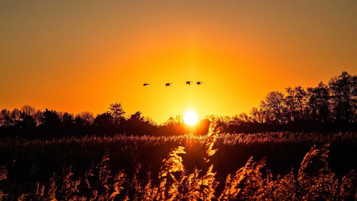 philip_ciwf's tweet photo. It’s set to reach 34C+ across Europe with sweltering temperatures 
Record breaking conditions will add stress to animals, plants & insects
Pls spare a thought for our fellow species be they domestic, farmed or wild
Don’t travel with dogs or walk in heat, put out water, top up ponds, put out food, ditch disposable BBQs etc 🙏