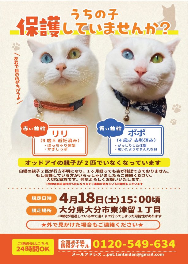 【迷い猫捜索中】リリ&ポポ tweet media