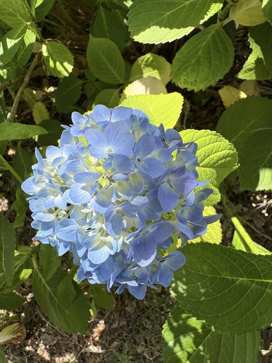 amiurai's tweet photo. 今日は #股関節 の定期検診に、 #京大病院 に行ってきました🏥 左股関節辺りが最近痛かったので少し不安でしたが、術部には異常はありませんでした。
 #人工股関節置換術 （ #THA）後、足の振り出しに重要な腸腰筋は痛みが起きやすい部位だそうです💦 またストレッチしよ^^; 紫陽花が綺麗でした✨ https://t.co/57Frwqicmc