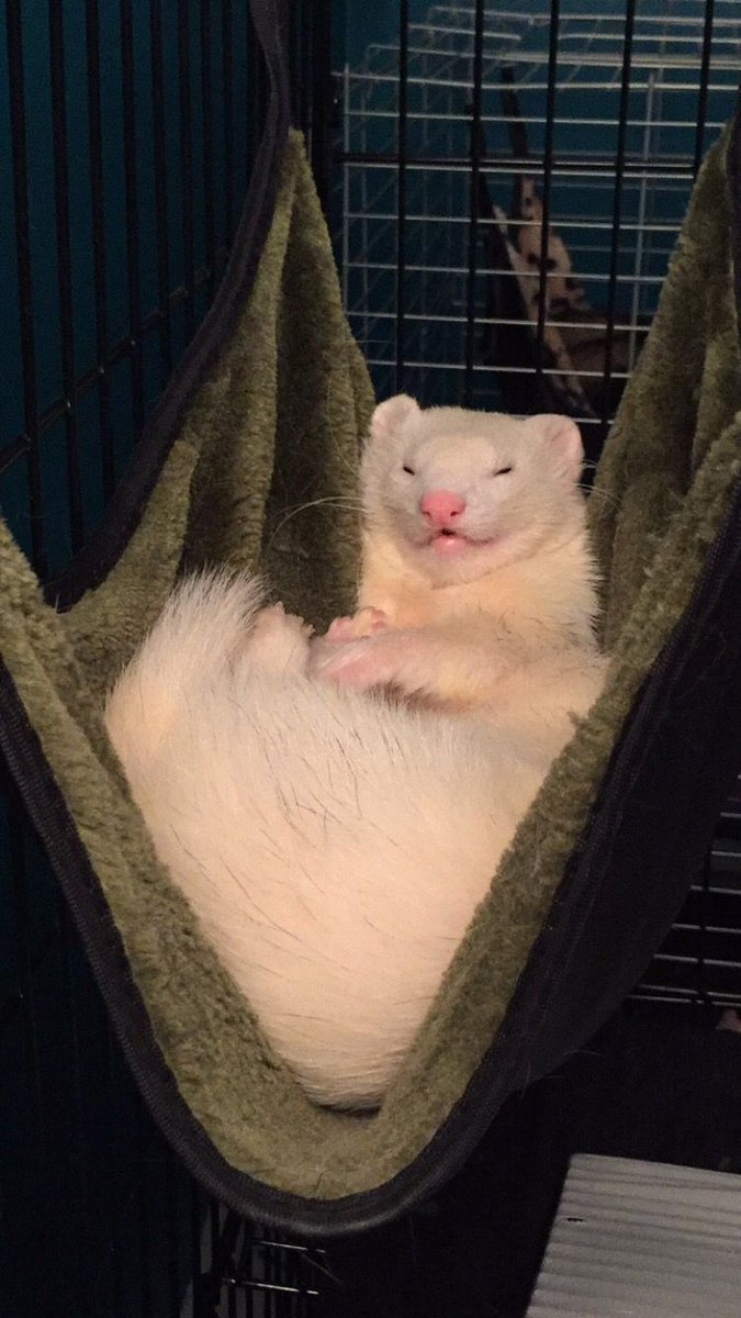 Ferret Every Hour tweet media