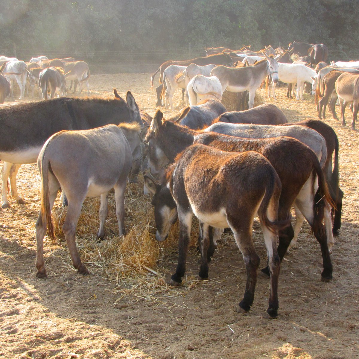 Safe Haven for Donkeys tweet media