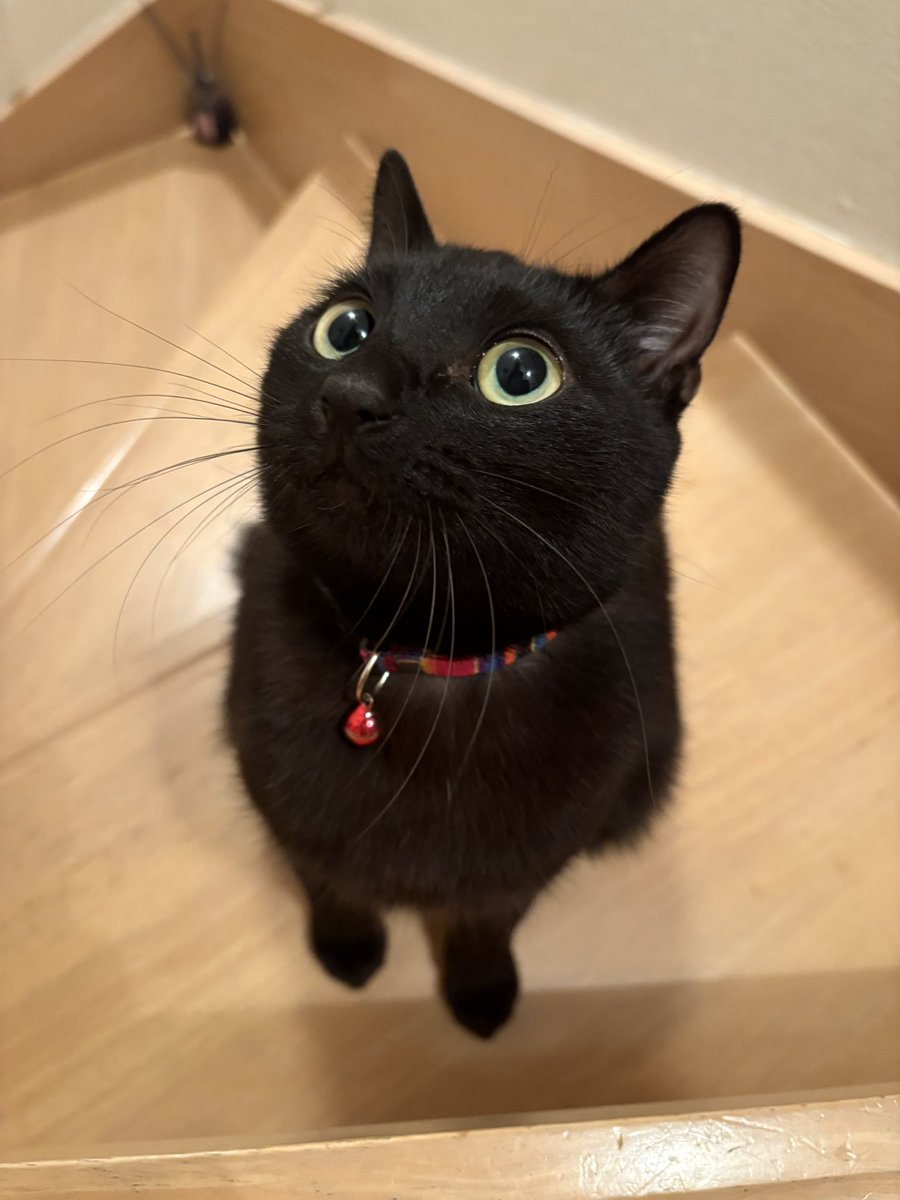 あずき🐾 tweet media