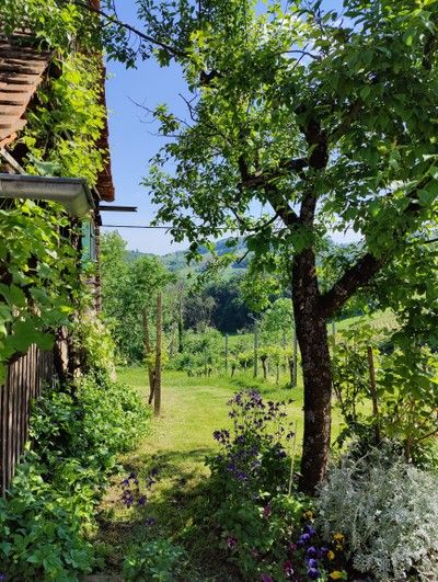 plone's tweet photo. Buschenschank Sprint kicks off tomorrow! It’s going to be Classic ✨️ 

From 26–31 May 2026 we'll be working in the heart of Austria’s vineyards—and online. We’ve picked up the baton from last week’s Beethoven Sprint in Bonn and are continuing with new tasks for Plone ClassicUI. https://t.co/xaX5FPP5nA
