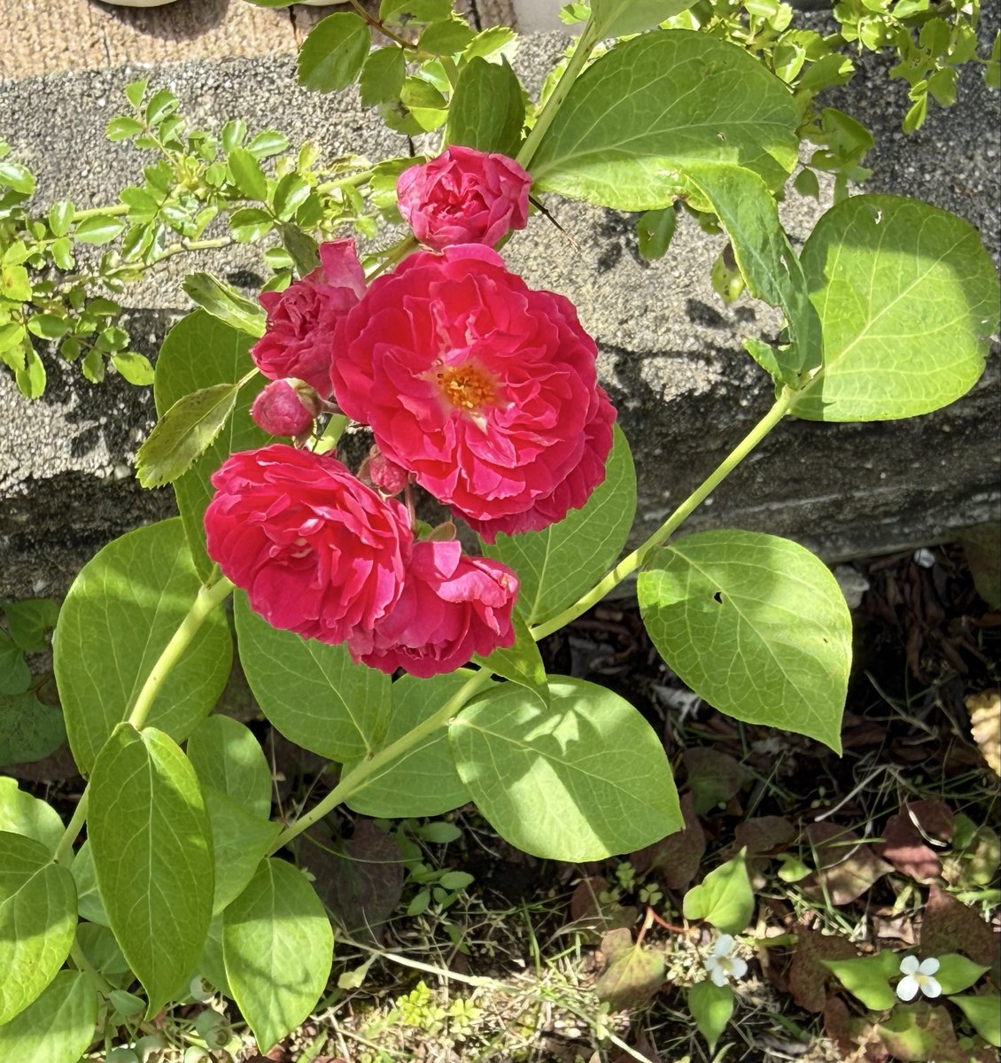 eiko1231's tweet photo. 今年も無事に、庭のミニバラ、咲きました(^^) https://t.co/J2vD3yOlG1