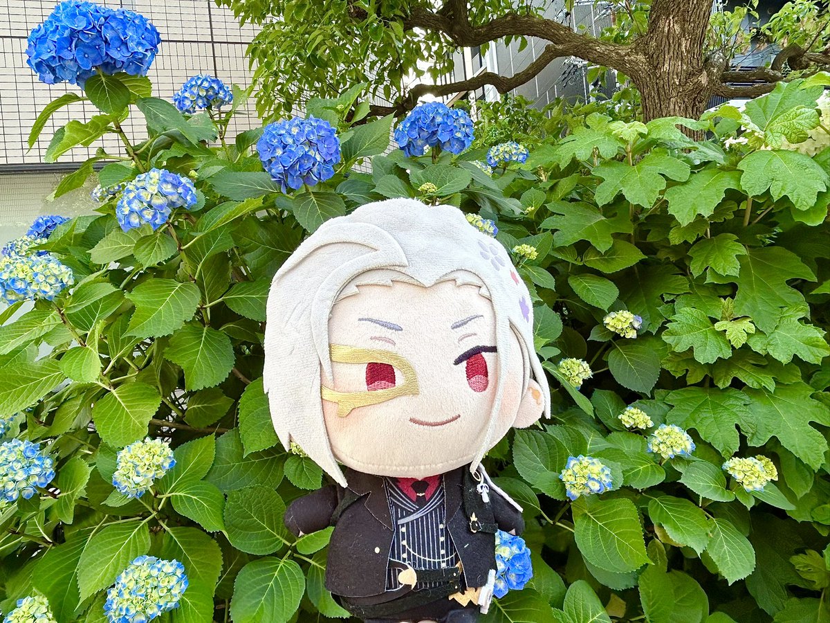 紫陽花様 ぬいぐるみ 紫陽花とぬいたち💙💜
