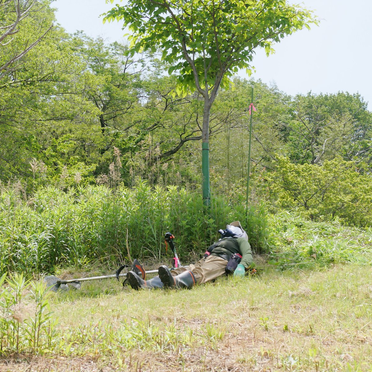 写真の通り、とにかく広大な現場…！ 自走式刈払機2台＋草刈り機1台で
