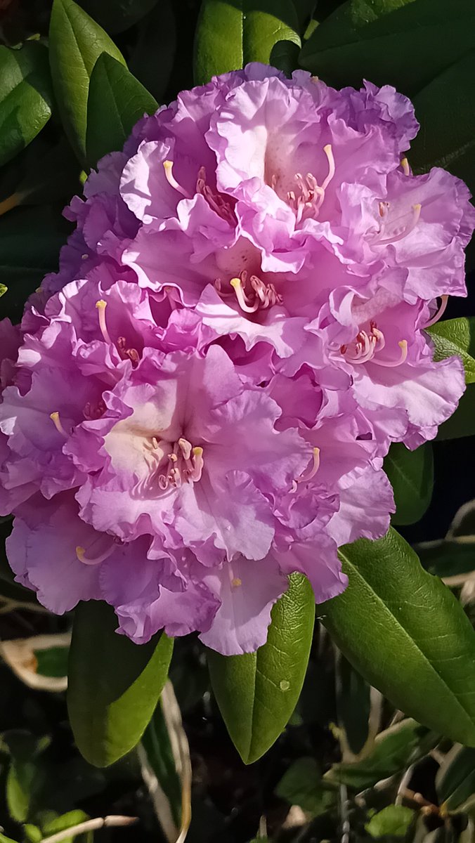 Good morning gardening Tweeps. Rhododendron 'Caroline Allbrook' is looking  lovely this morning.