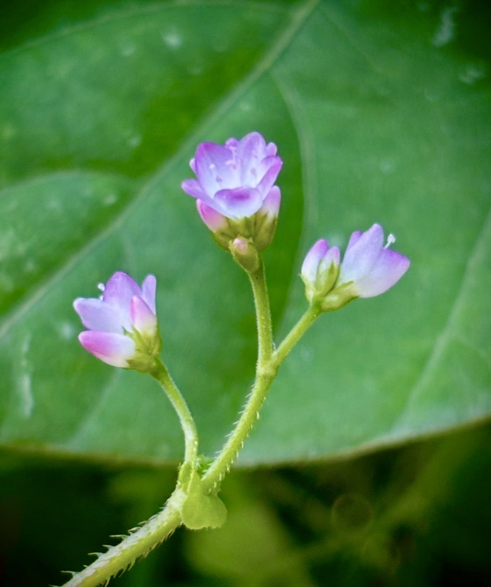 itsallgoodsofar's tweet photo. この草花に出会えると
夏が来たんだなと思う...
夏はニガテだけど
このお花はとっても好き( ˘͈ ᵕ ˘͈ )♡♡
#TLを花でいっぱいにしよう 
✼••┈┈┈┈••✼••┈┈┈┈••✼ https://t.co/Q1sCeHYOPP