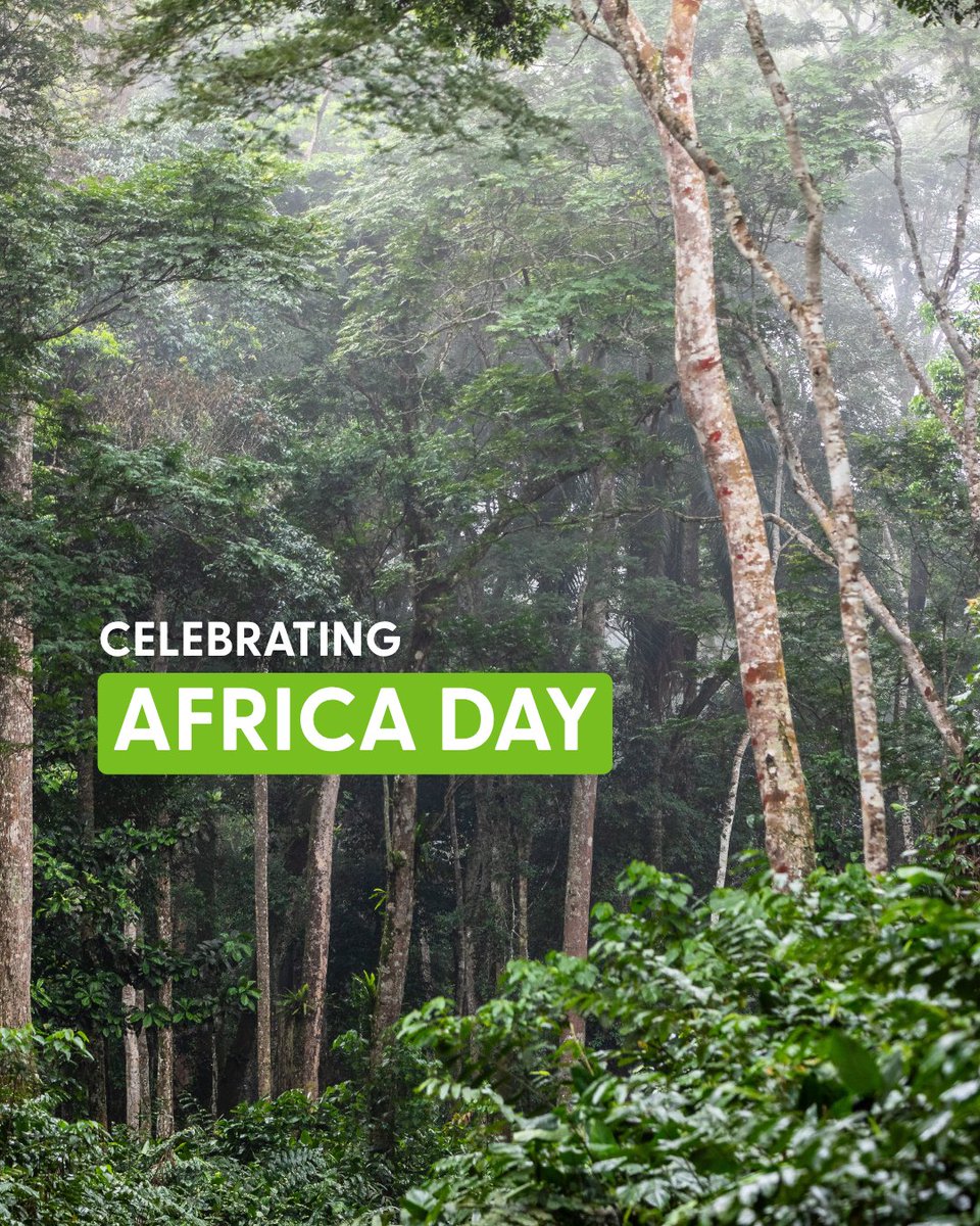 FscSouth's tweet photo. What does the future of Africa’s forests look like? 🌍🌿

This #AfricaDay, we reflect on the role forests continue to play in restoration, livelihoods, biodiversity, resilience, and sustainable development across the continent.

Read more: https://t.co/XdPbVz9NGE

#FSCAfrica #ForestsForAllForever