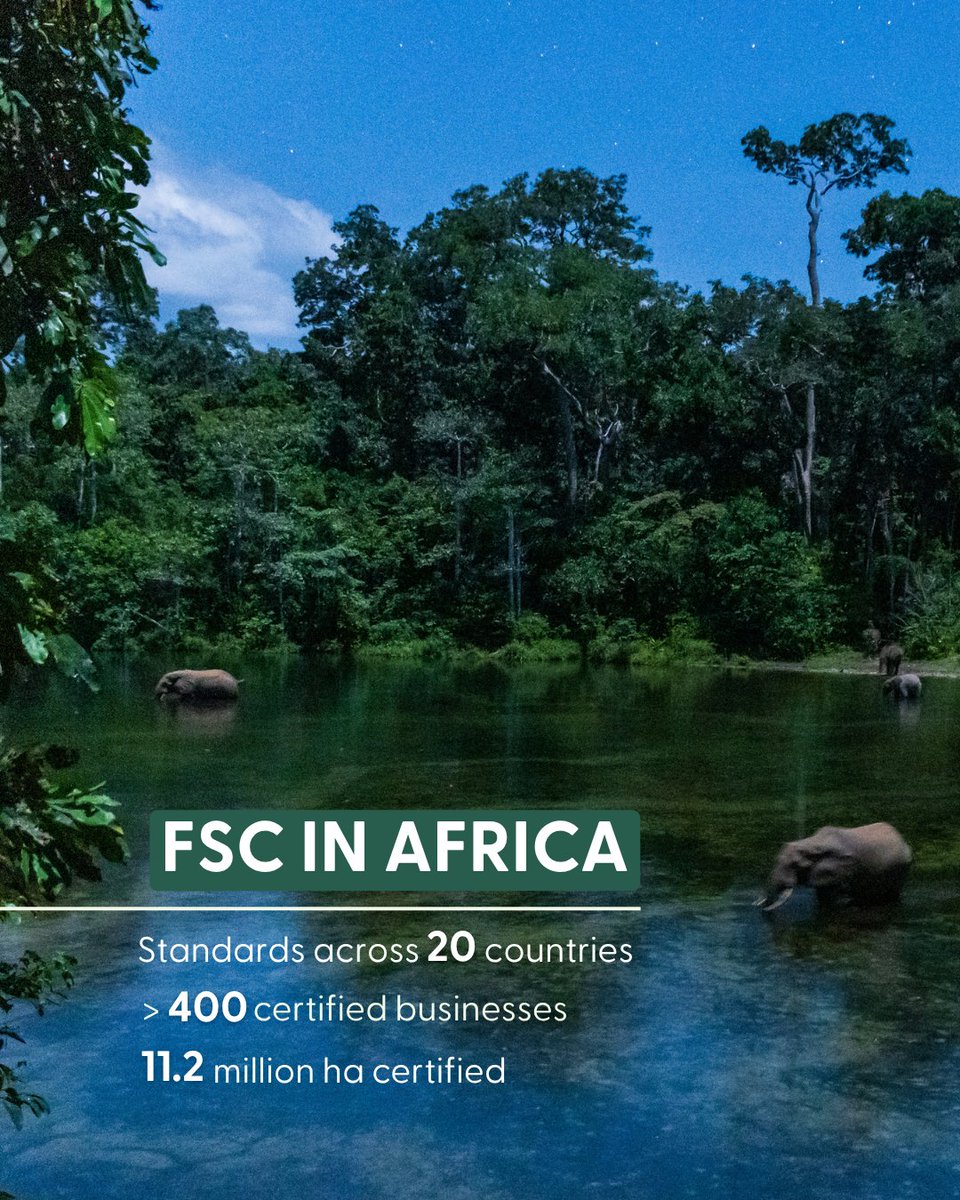 FscSouth's tweet photo. What does the future of Africa’s forests look like? 🌍🌿

This #AfricaDay, we reflect on the role forests continue to play in restoration, livelihoods, biodiversity, resilience, and sustainable development across the continent.

Read more: https://t.co/XdPbVz9NGE

#FSCAfrica #ForestsForAllForever