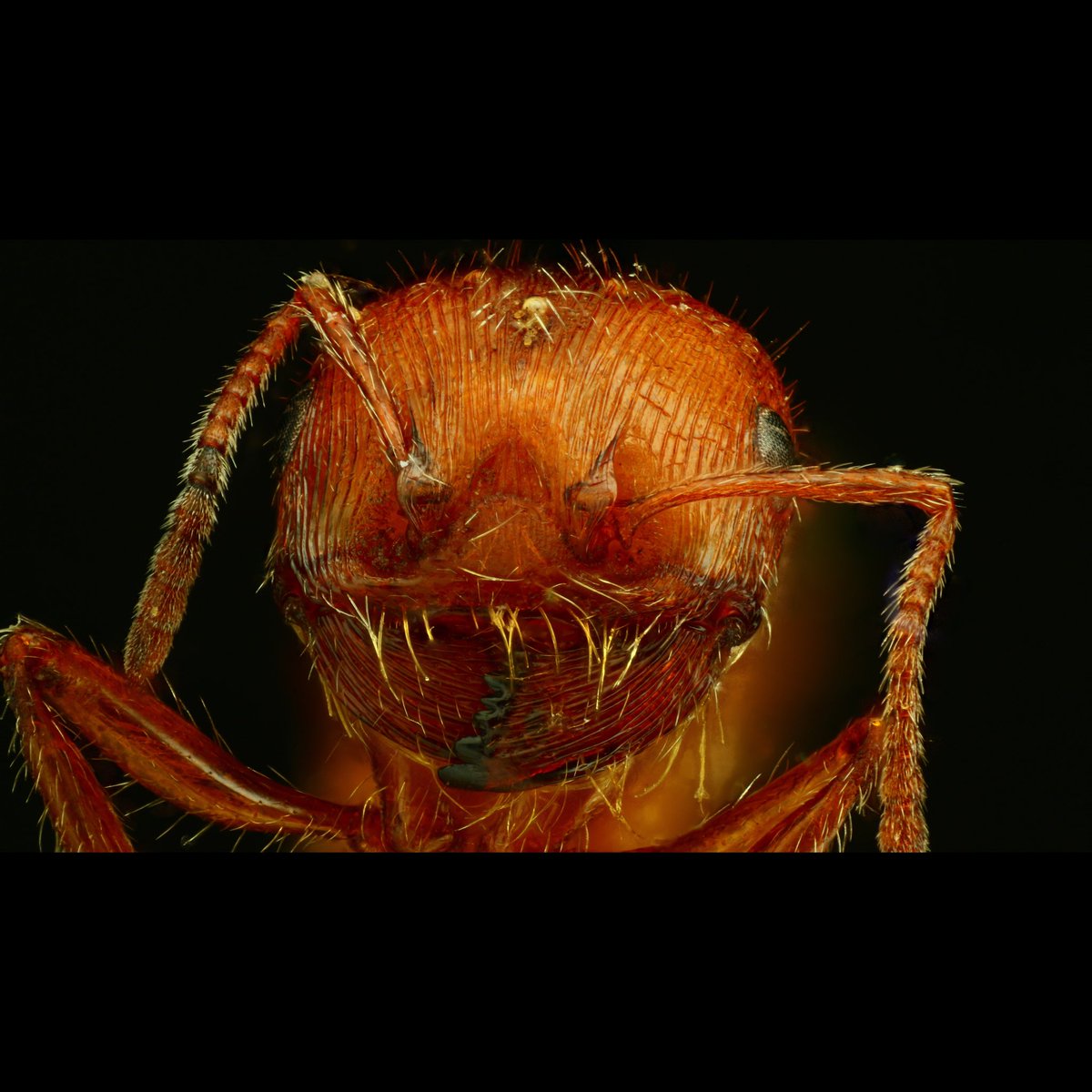 Fiery_Coal's tweet photo. @SoveyX Hate when people use this shot. It’s good detail (mitutoyo) and artistic but it’s wildly out of perspective. You can barely see the eyes, and the antenna are framed as if they were the eyes. This is a more accurate photo of an ants face. https://t.co/iAhHns7Cfz