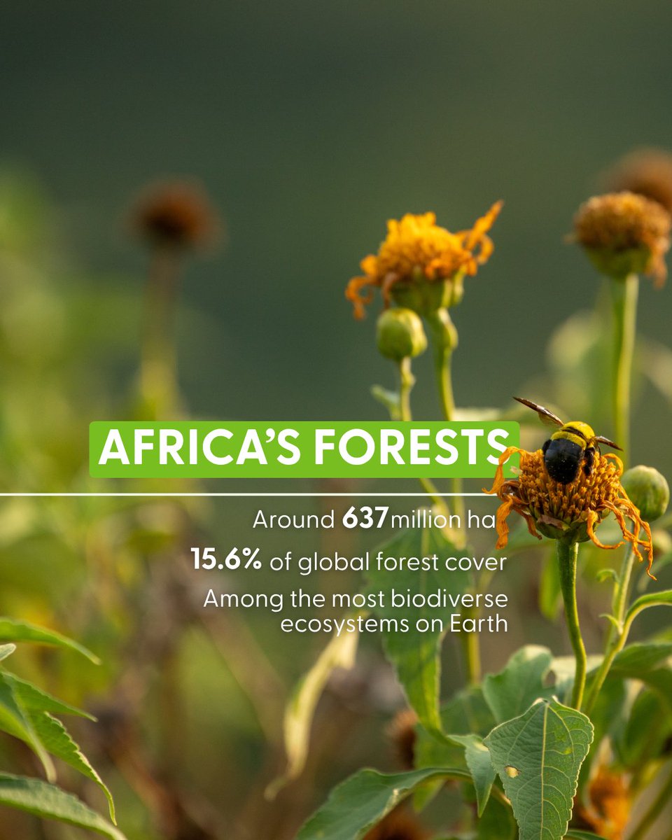 FSC_Africa's tweet photo. What does the future of Africa’s forests look like? 🌍🌿

This #AfricaDay, we reflect on the role forests continue to play in restoration, livelihoods, biodiversity, resilience, and sustainable development across the continent.

Read more: https://t.co/qHNDKVdSrN

#FSCAfrica https://t.co/ZA8csOkxck