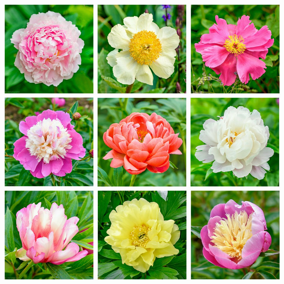 VenetiaJane's Garden tweet media