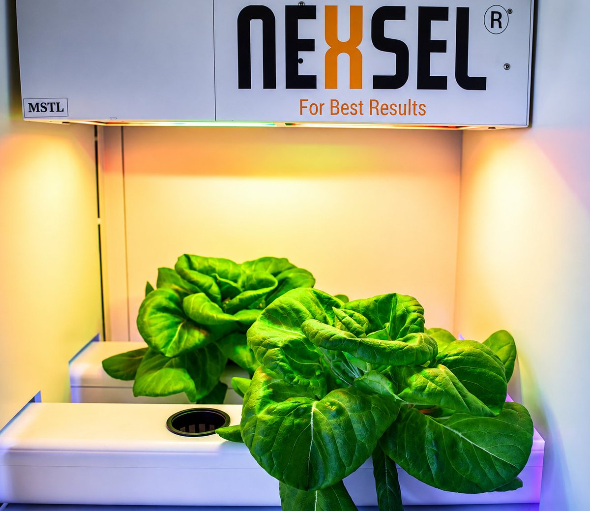 NexselT's tweet photo. Smart growers choose smart lighting 

HYGL8.1 - Nx1.1 supports stronger, healthier, and more uniform leafy crop growth in hydroponics with an optimized spectrum for controlled environments.

#HYGL81 #Hydroponics #VerticalFarming https://t.co/29n5lAMb6C